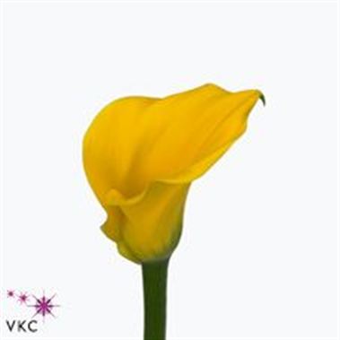 Calla Lily Best Gold