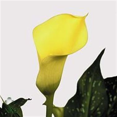 Calla Lily Black Eyed Beauty
