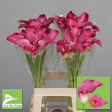 Calla Lily Bolero