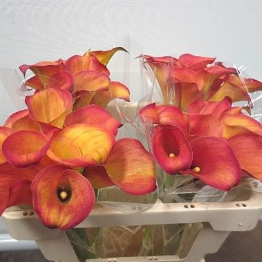 Calla Lily Captain Durance