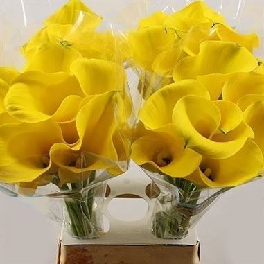 Calla Lily Captain Goldwin