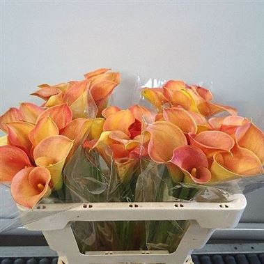 Calla Lily Captain Orlando