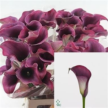 Calla Lily Captain Promise