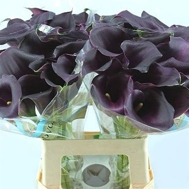 Calla Lily Captain Reno