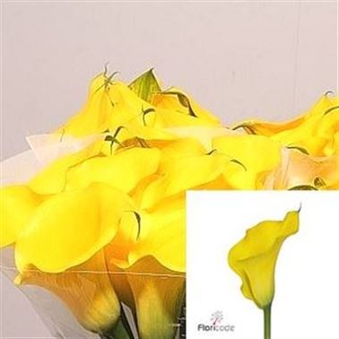 Calla Lily Captain Solo
