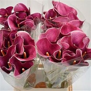 Calla Lily Chianti
