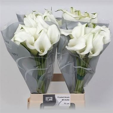 Calla Lily Crystal Blush 50cm | Wholesale Dutch Flowers & Florist ...