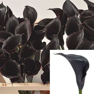 Calla Lily Escape