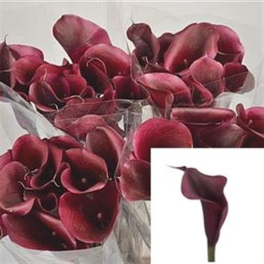 Calla Lily Eveline