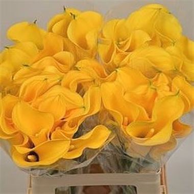 Calla Lily Florex Gold