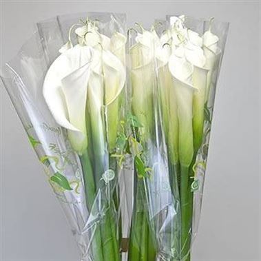 Calla Lily Highwood