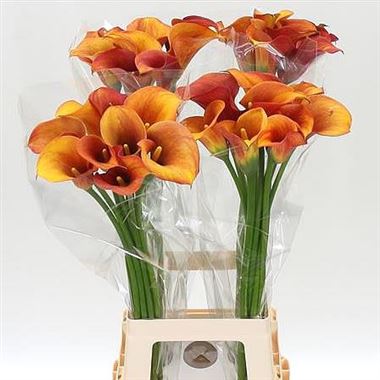 Calla Lily Hot Shot