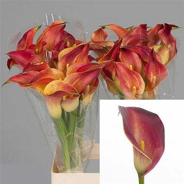 Calla Lily Indian Summer