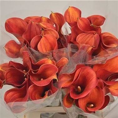 Calla Lily Mango