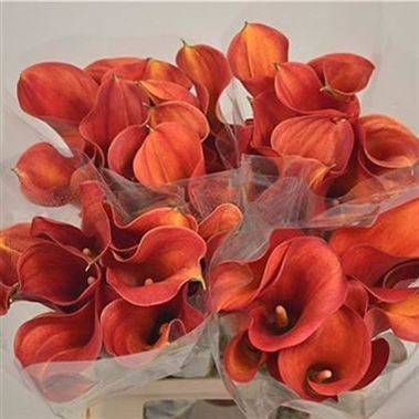 Calla Lily Mango