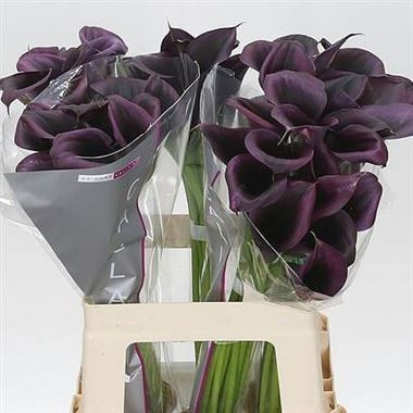 Calla Lily Odessa