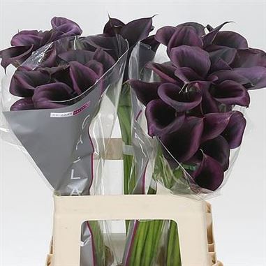 Calla Lily Odessa