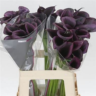 Calla Lily Odessa 60cm | Wholesale Dutch Flowers & Florist Supplies UK