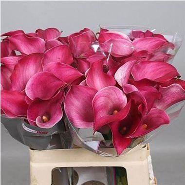 Calla Lily Pink Jewel