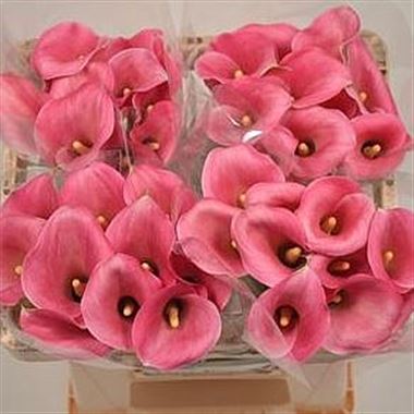 Calla Lily Pink Panther