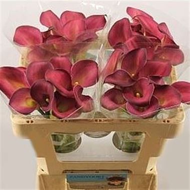 Calla Lily Pink Puppy