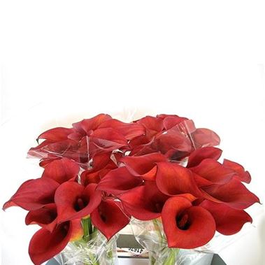 Calla lily Red Alert