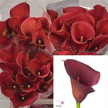 Calla Lily red sunrise