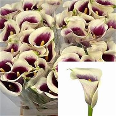 Calla Lily Vermeer