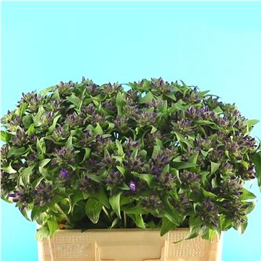 Campanula Glomerata