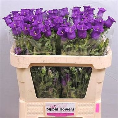 Campanula Medium Lampion Blue