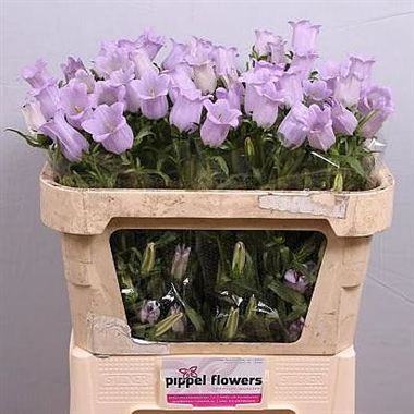 Campanula Medium Lampion Lilac