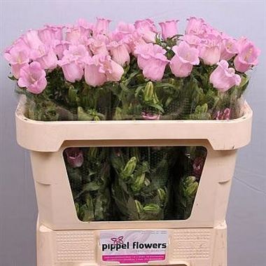 Campanula Medium Lampion Pink