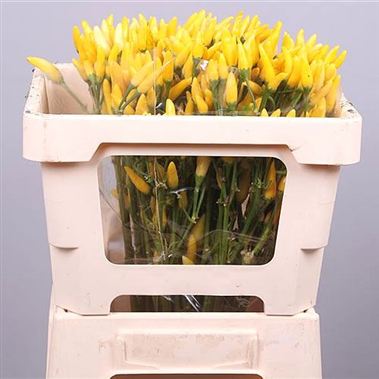 Capsicum Yellow Fire