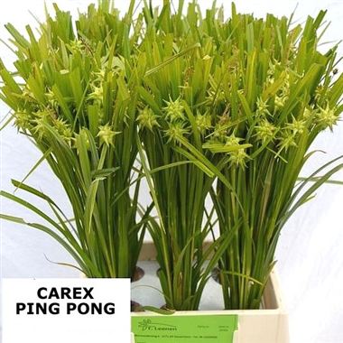Carex Ping-Pong