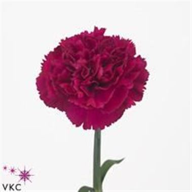 Carnation Farieta