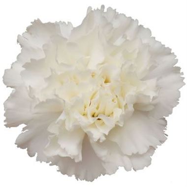 Carnation Bridal White