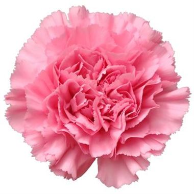 Carnation Bubblegum Pink