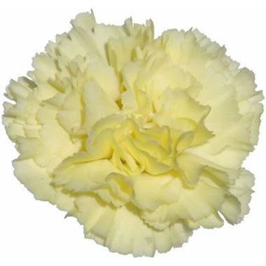 Carnation Buttermilk