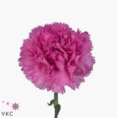 Carnation Cassandra