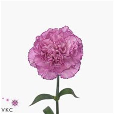Carnation Crono Golem