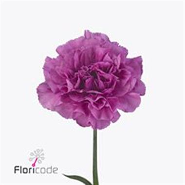 Carnation Dark Farida