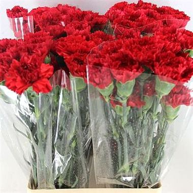 Carnation Turbo