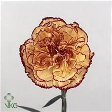 Carnation Viana