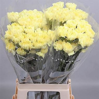 Carnation Hermes