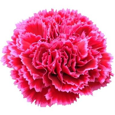 Hot Pink Standard Carnation