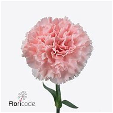 Carnation Jodie