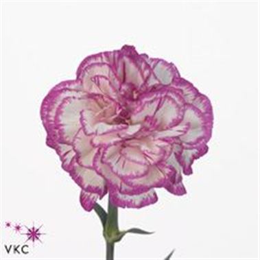 Carnation Kino