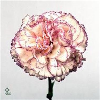 Carnation Tamaya