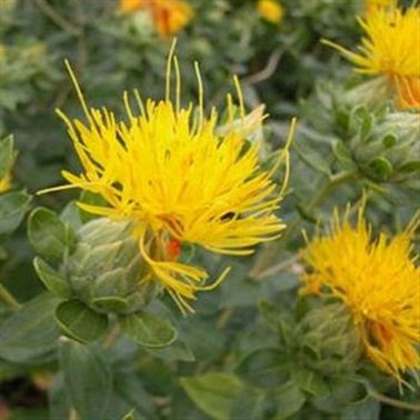 Carthamus Summersun Yellow