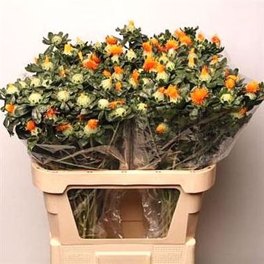 Carthamus zanzibar orange